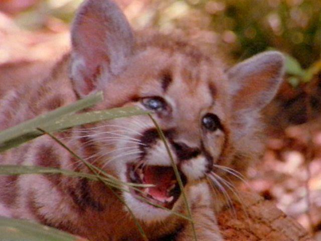 I am big and buff really I am