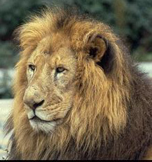 Dance on the water...